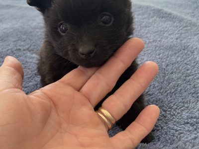 Beautiful Tiny German spitz
