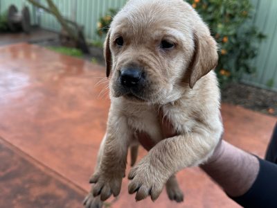 Adorable Purebred Labrador Puppies