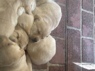 Adorable Purebred Labrador Puppies