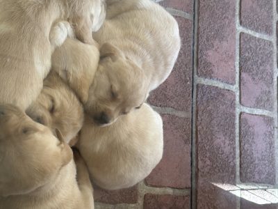 Adorable Purebred Labrador Puppies