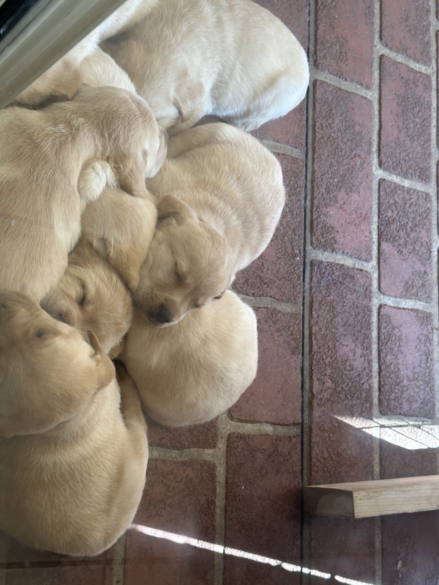 Adorable Purebred Labrador Puppies