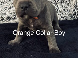 PEDIGREE BLUE ENGLISH STAFFORDSHIRE PUPPIES