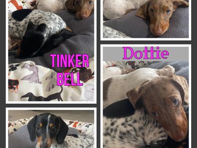 Purebred miniature dachshunds