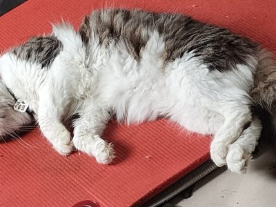 Sweetie: adorable male domestic long hair / mixed