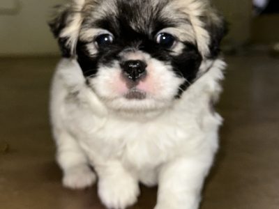 Tibetan Spaniel Puppies