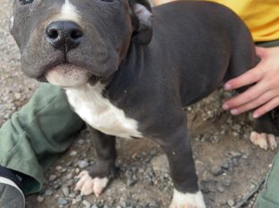 American/English Staffy Puppy’s