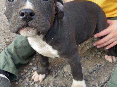 American/English Staffy Puppy’s