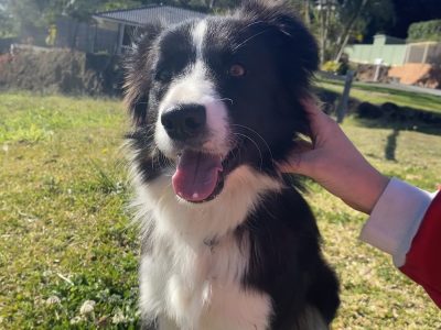 2 Female Border Collies