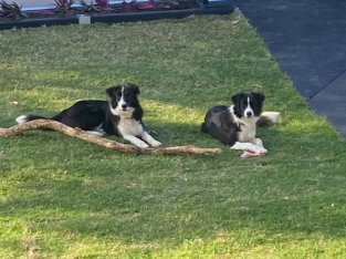 2 Female Border Collies