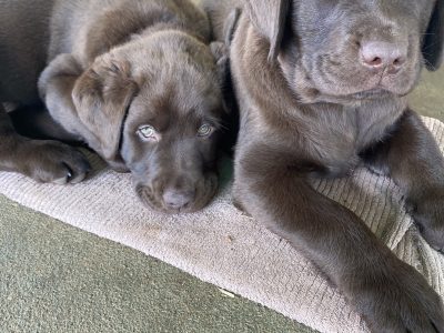 PUREBRED CHOCOLATE LABRADORS FOR SALE