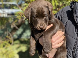 PUREBRED CHOCOLATE LABRADORS FOR SALE