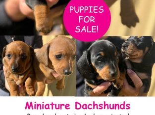 Miniature Dachshund