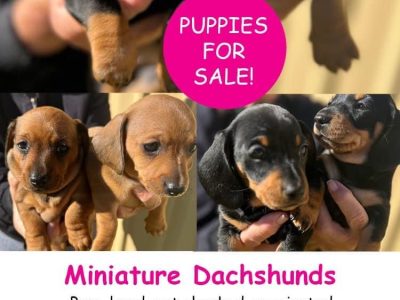Miniature Dachshund