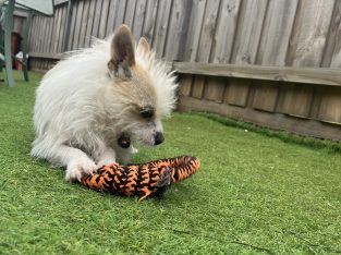 Chihuahua 2y old boy