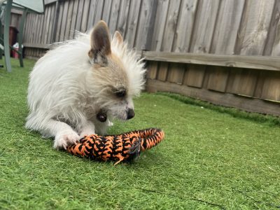 Chihuahua 2y old boy