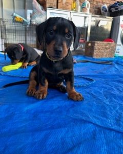 Dachsweilers (Dachshund x Rottweilers)