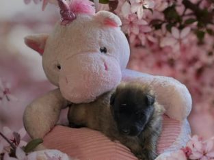 Belgian Shepherd Tervueren Male