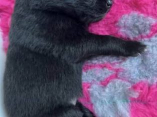 Belgian Shepherd Groenendael