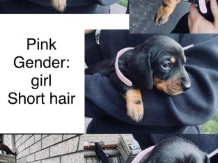 Pure-bred Miniature Dachshund