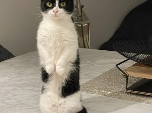 Munchkin x british blue x Scottish fold cat