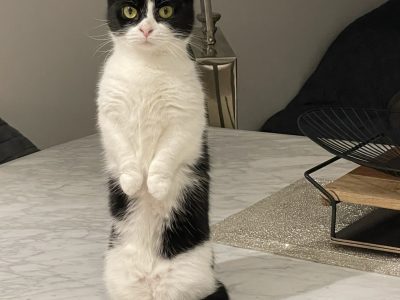 Munchkin x british blue x Scottish fold cat