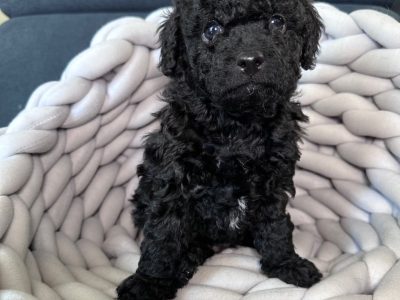 Adorable Toy Cavoodle Puppies