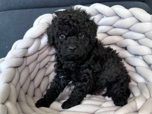 Adorable Toy Cavoodle Puppies