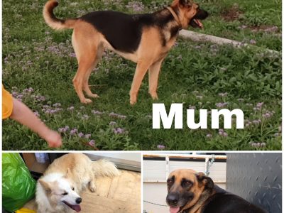 Border Collie x German Sheppard (Shollie)