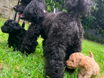 Pedigree Toy Poodles Due in 2 Weeks
