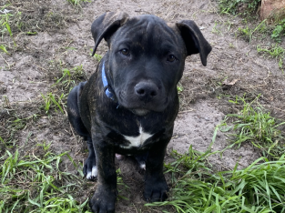 Staffy X puppies. 3M/4F. Trained & Socialised