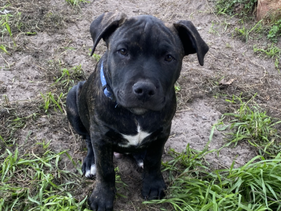 Staffy X puppies. 3M/4F. Trained & Socialised