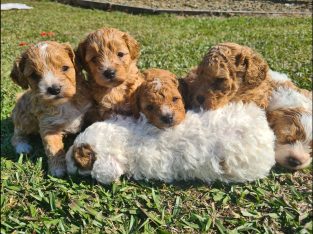 Cavoodle Pups