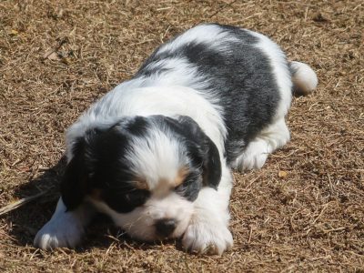 TIBELIER F TRI-COLOURED pup