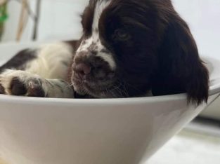 English Springer Pups