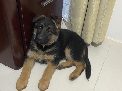 Purebred German Shepherd Puppy Female