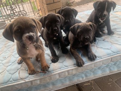 Amstaff x neo mastiff puppies