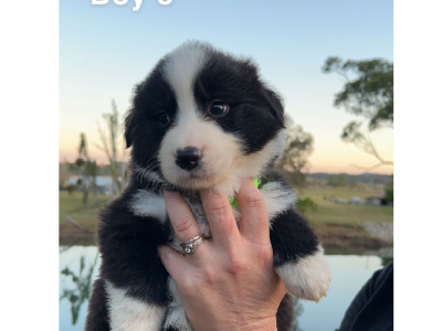 Border Collies puppies
