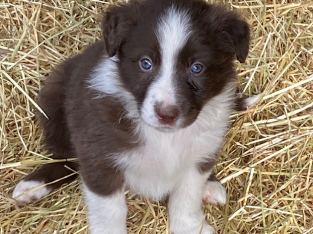Border Collie Pups
