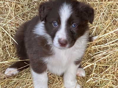 Border Collie Pups
