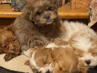 Maltese Shitzu Pups for sale