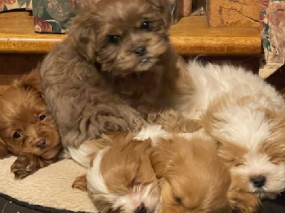 Maltese Shitzu Pups for sale