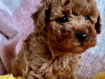 Adorable Purebred Toy Poodle Puppies for Sale – Ready to Go Home!