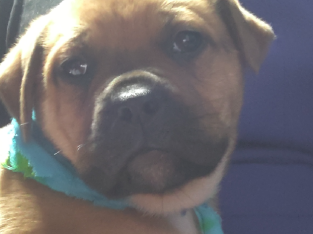 Dogue de Bordeaux cross American bulldog puppies