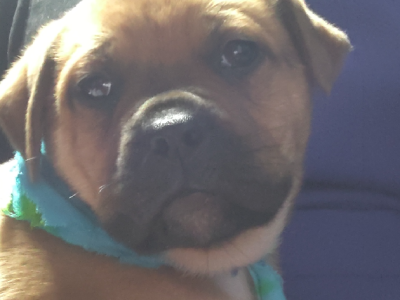 Dogue de Bordeaux cross American bulldog puppies