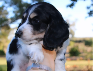 Dachshund Mini Long Hair