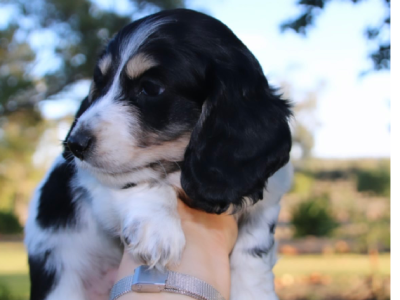 Dachshund Mini Long Hair