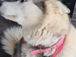 Alaskan malamute x Siberian husky puppies