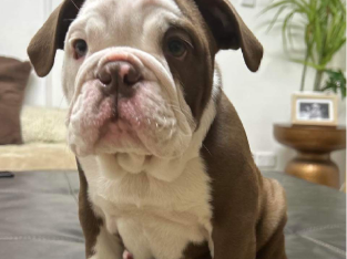 Australian Bulldog
