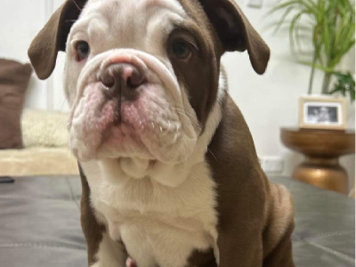 Australian Bulldog