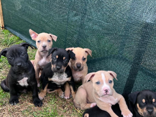 Amstaffy pups for sale